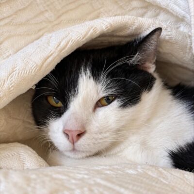 Portrait Gouda