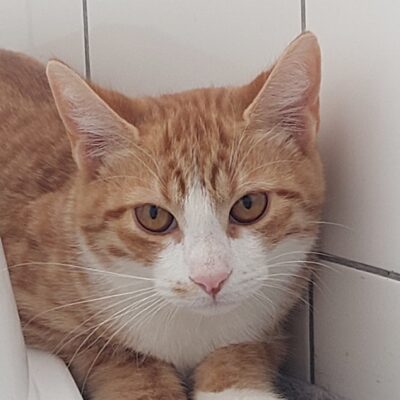 Portrait Pomelo