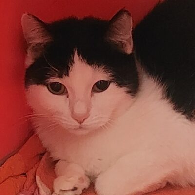 Portrait Bicera
