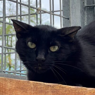 Portrait Blacky