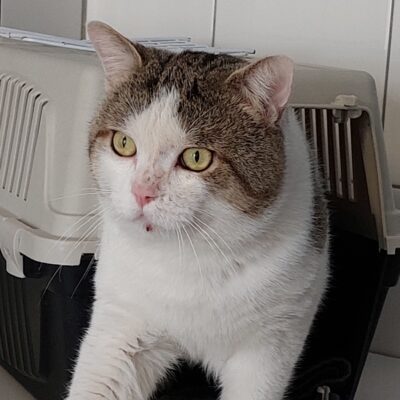 Portrait Bob