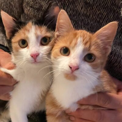 Portrait Chili & Mango