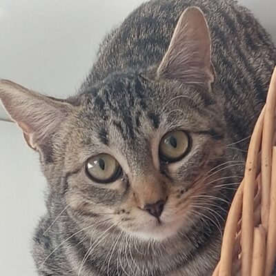 Portrait Clementine