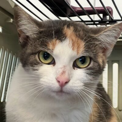 Portrait Katara