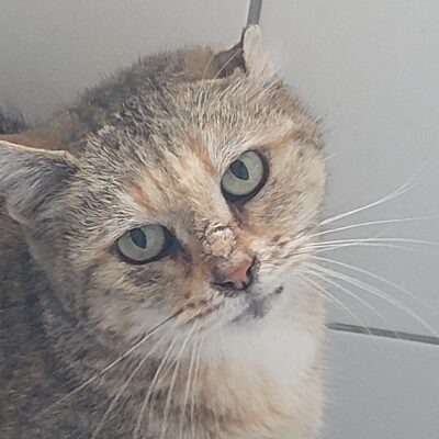 Portrait Louise