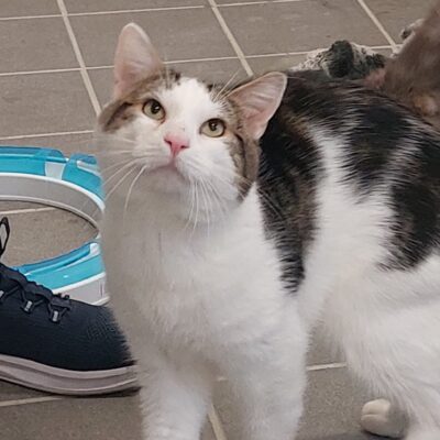 Portrait Minou
