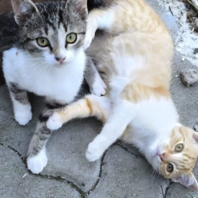 Portrait Nala & Lemon