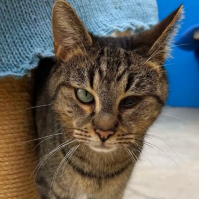 Portrait Pepito