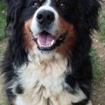 Portrait Curly