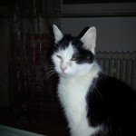 Portrait Pomponette – update Portrait Pomponette – update