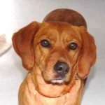 Portrait Holly – update