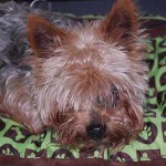Portrait Filou