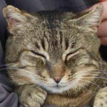 Portrait Browny – FIV+ Portrait Browny – FIV+