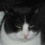 Portrait Chaton – FIV+