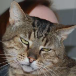 Portrait Zeus – FIV+