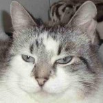 Portrait Minette 2 – FIV+