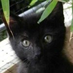 Portrait Momo – appel aux dons Portrait Momo – appel aux dons