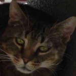 Portrait Raoul – FIV+